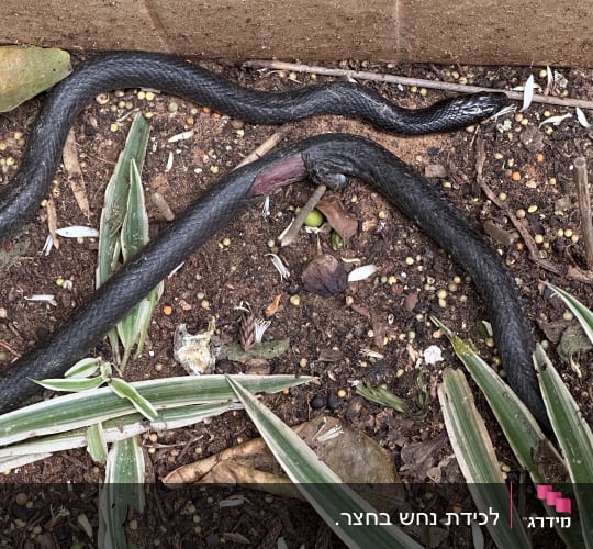 נחש שחור על אדמה ליד עלים ירוקים